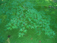 Ｇｒｅｅｎ　ｏｎ　Ｇｒｅｅｎ