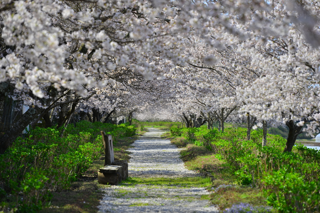 桜道
