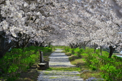 桜道