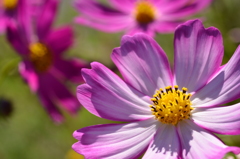 秋桜