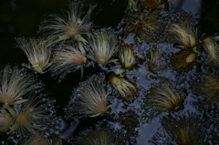 落水