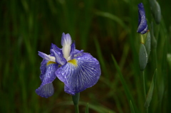菖蒲