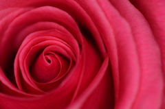 赤い薔薇