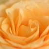 薔薇
