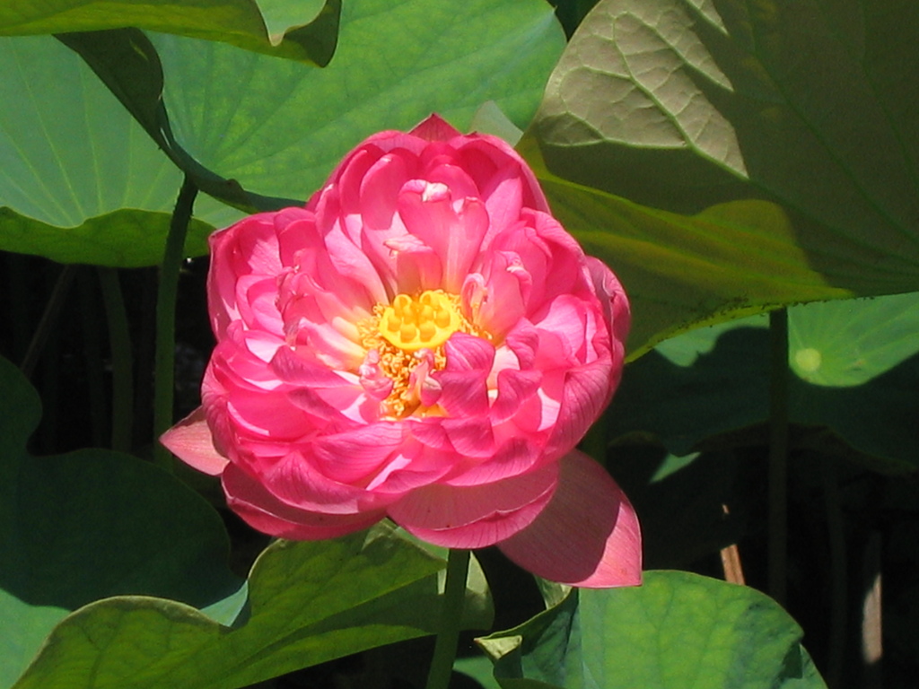 蓮の花