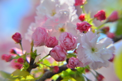 蕾