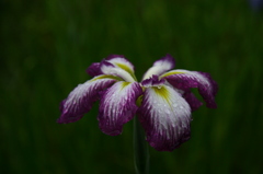 菖蒲