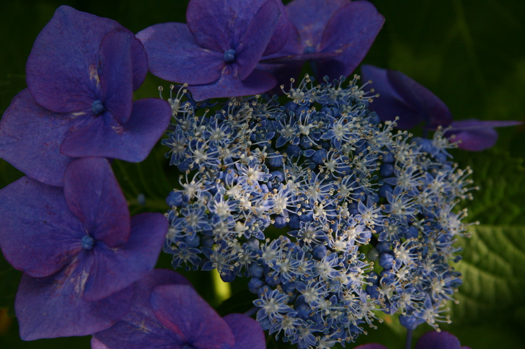 紫陽花