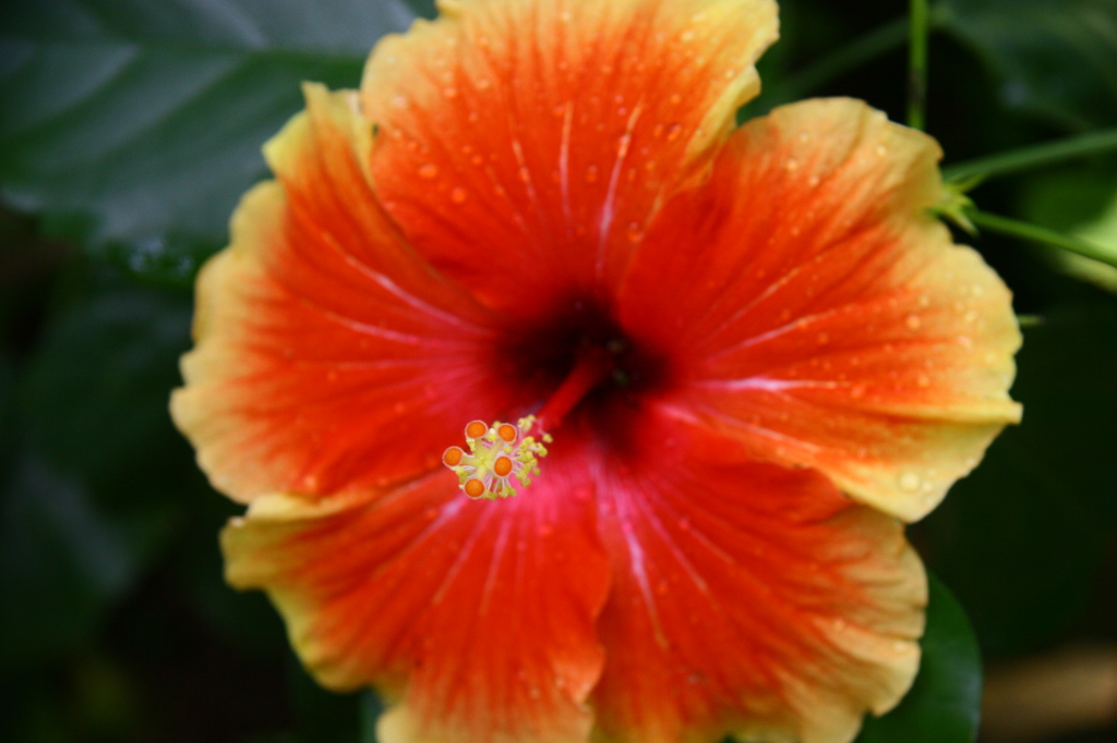 Hibiscus