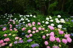 紫陽花と竹林
