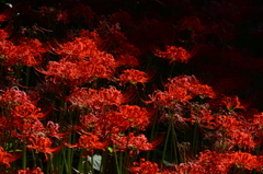 曼珠沙華