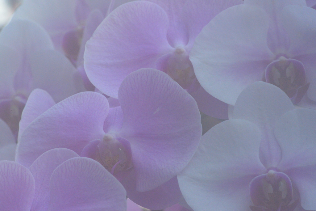 蘭　白紫
