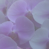 蘭　白紫