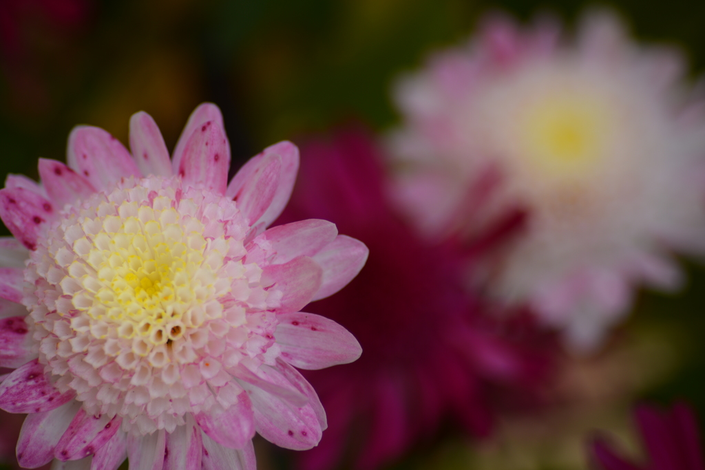 菊　ピンク・白