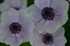 花　紫