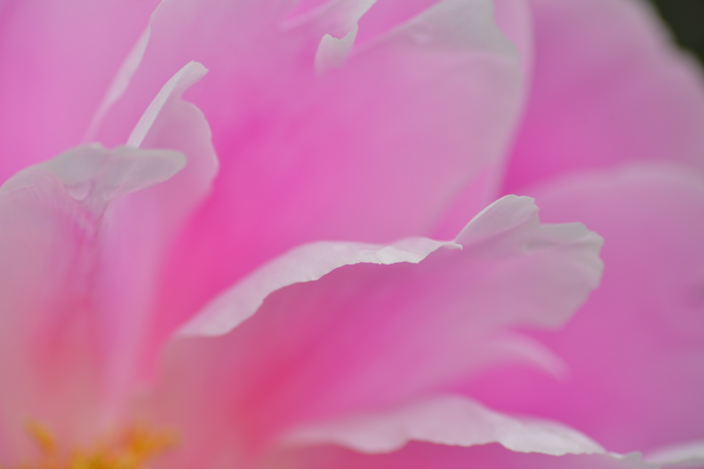 花びら
