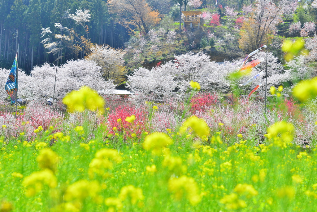 花々の山
