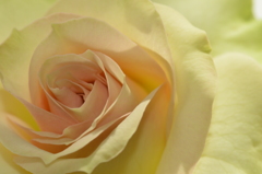 薔薇