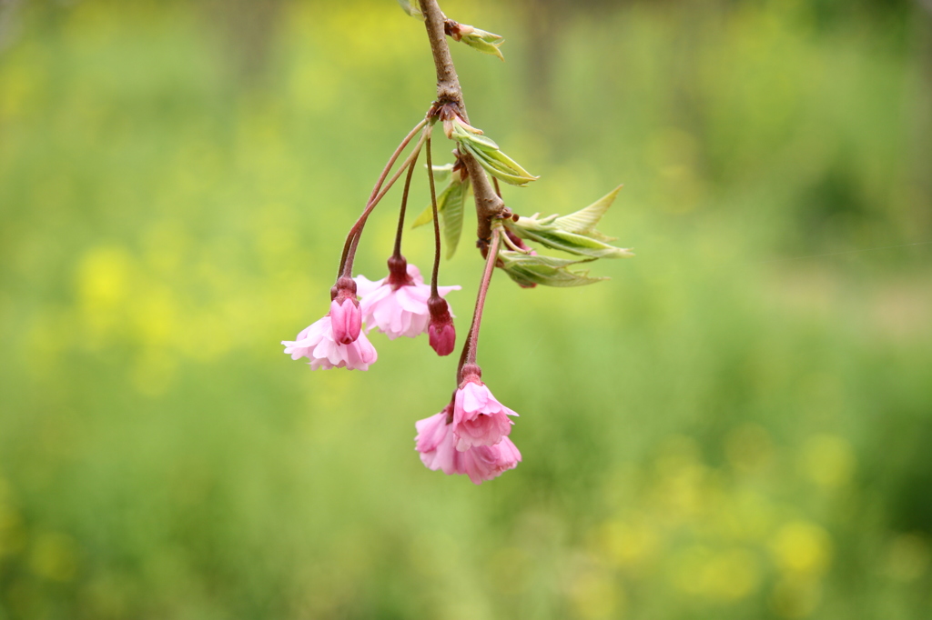 花提灯
