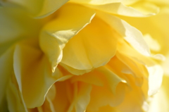 秋薔薇