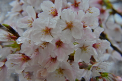雨桜