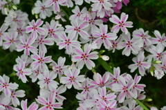 小さな花　１