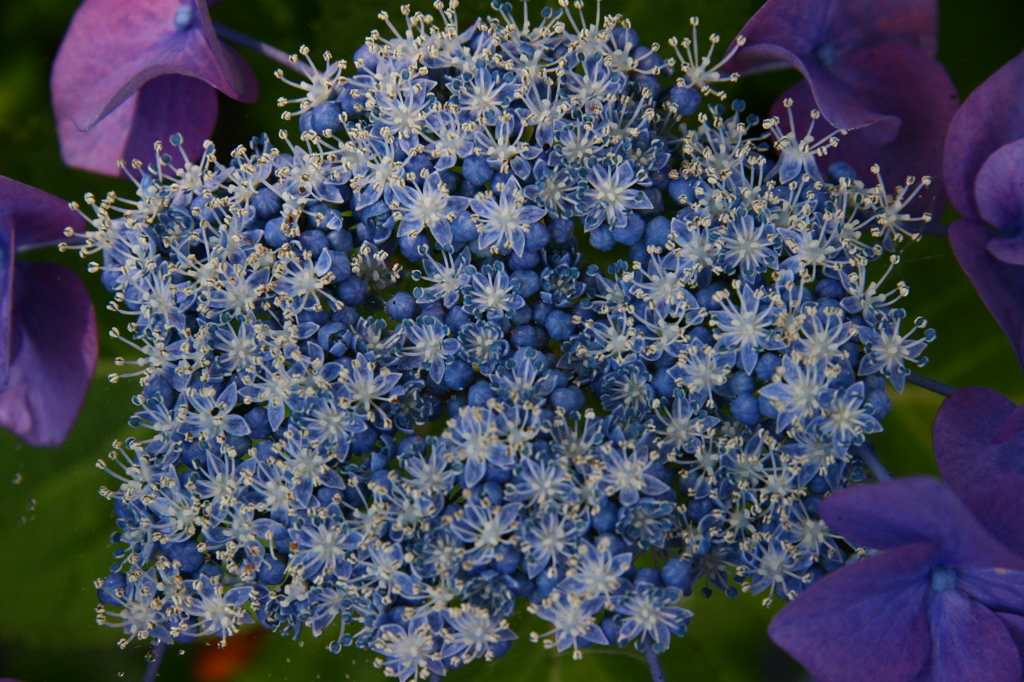 紫陽花