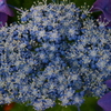 紫陽花