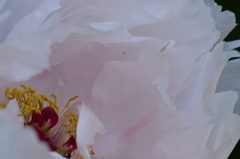 芍薬　白