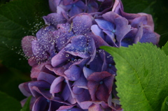 紫陽花