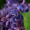 紫陽花