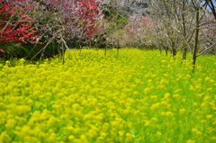 菜の花の海
