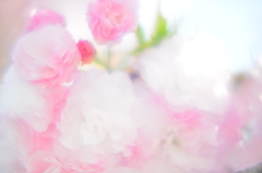 桜ふんわり