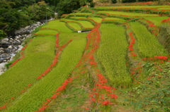 秋の棚田