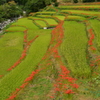秋の棚田