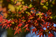 紅葉の枝