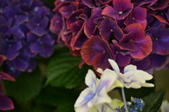 紫陽花
