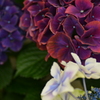 紫陽花