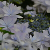 紫陽花