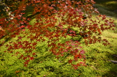 紅葉