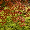 紅葉