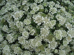 白い花