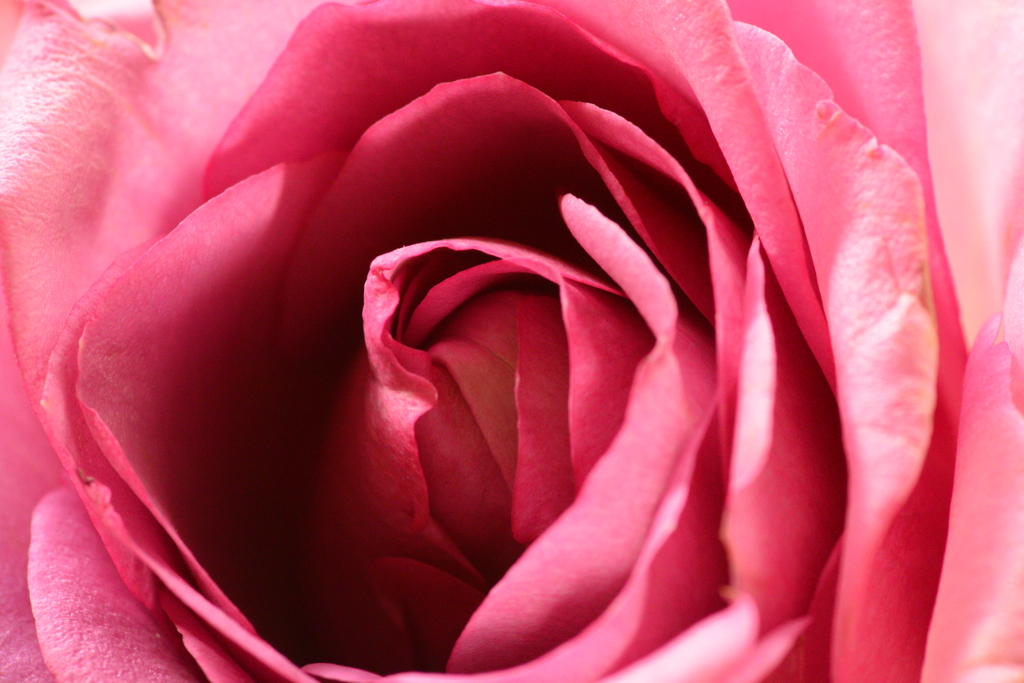 薔薇