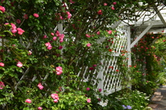 薔薇園