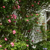 薔薇園