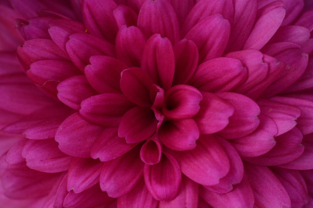 菊　赤