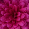 菊　赤