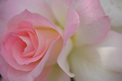 ピンクの薔薇