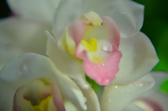 雫