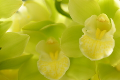 黄緑色の花